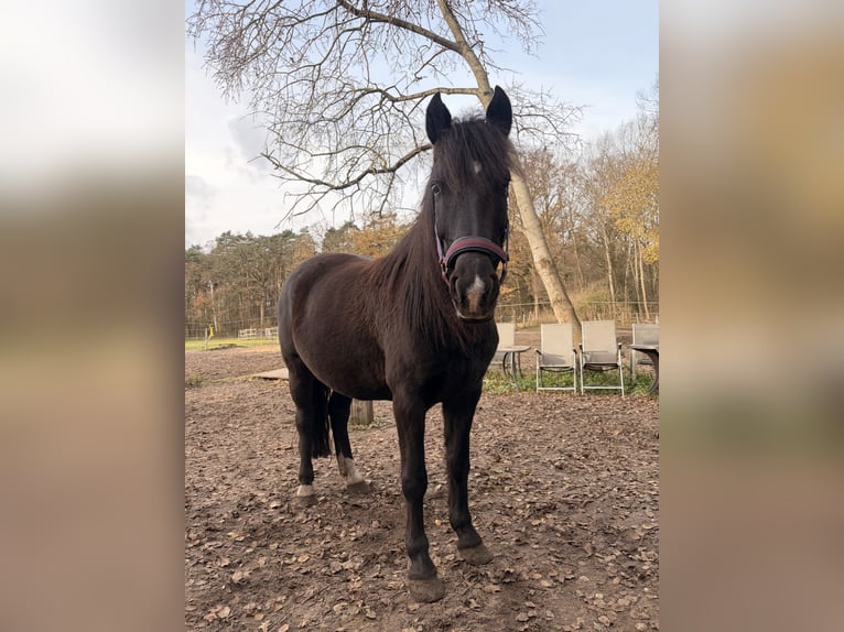 Karachai Stute 6 Jahre 150 cm Schwarzbrauner in Burgwedel