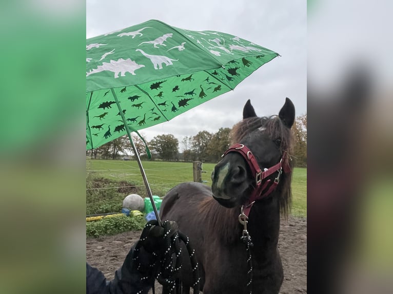 Karachai Stute 6 Jahre 150 cm Schwarzbrauner in Burgwedel