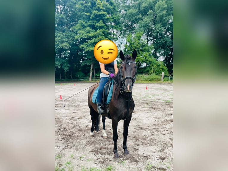 Karachai Stute 6 Jahre 150 cm Schwarzbrauner in Burgwedel