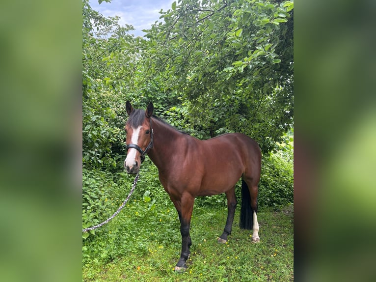 Karachai Stute 7 Jahre 145 cm Brauner in M&#xFC;nchen