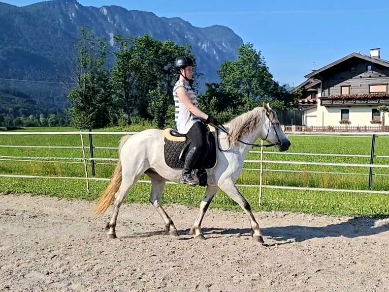 Karachai Stute 7 Jahre 145 cm Schimmel in Kirchbichl