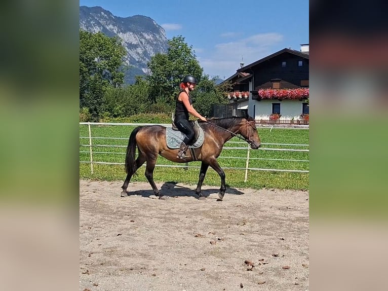 Karachai Stute 8 Jahre 146 cm Buckskin in Kirchbichl