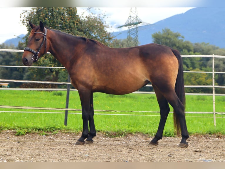 Karachai Stute 8 Jahre 146 cm Buckskin in Kirchbichl