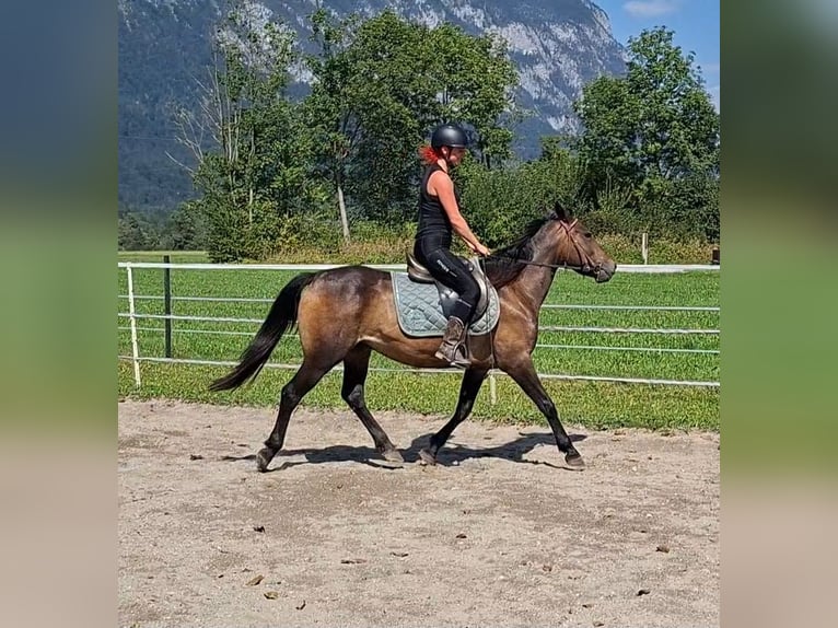 Karachai Stute 8 Jahre 146 cm Buckskin in Kirchbichl