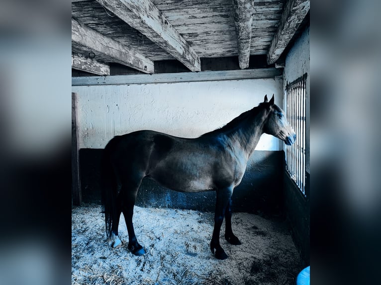 Karachai Stute 8 Jahre 149 cm Rotbrauner in Wangen im Allg&#xE4;u