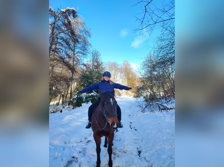 Karachai Stute 8 Jahre 149 cm Rotbrauner in Wangen im Allg&#xE4;u