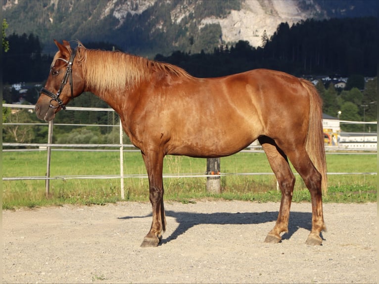 Karachai Stute 9 Jahre 147 cm Brauner in Kirchbichl