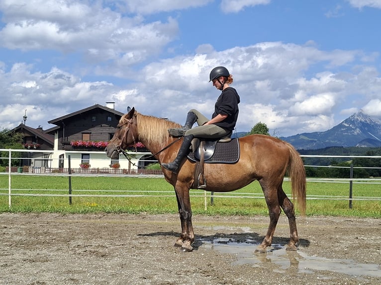 Karachai Stute 9 Jahre 147 cm Brauner in Kirchbichl