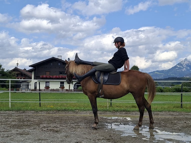Karachai Stute 9 Jahre 147 cm Brauner in Kirchbichl