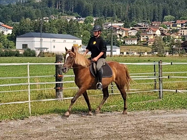 Karachai Stute 9 Jahre 147 cm Brauner in Kirchbichl