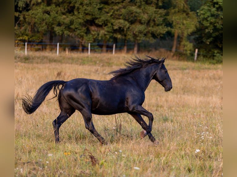 Karachai Wałach 1 Rok Kara in Carroll