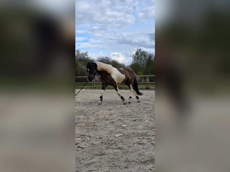 Karachai Wałach 3 lat 140 cm Grullo in Dillenburg