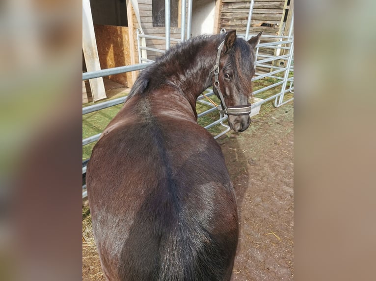 Karachai Wałach 3 lat 142 cm Grullo in Züsch