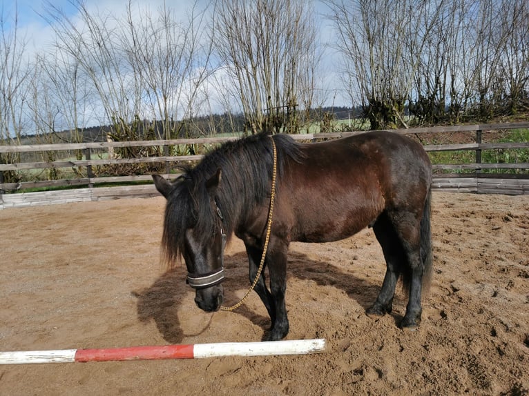 Karachai Wałach 3 lat 142 cm Grullo in Züsch