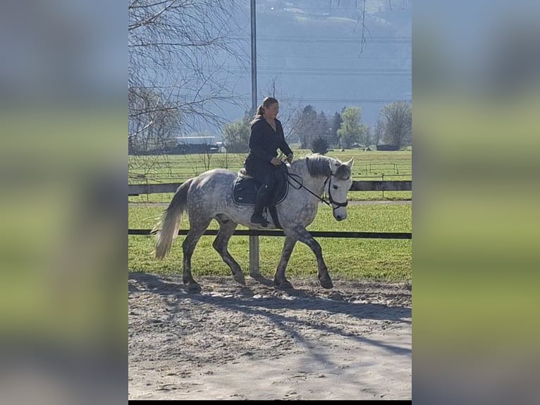 Karachai Wałach 9 lat 147 cm Siwa in Lustenau