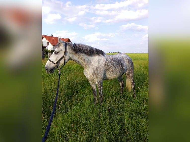 Karachai Wałach 9 lat 147 cm Siwa in Lustenau
