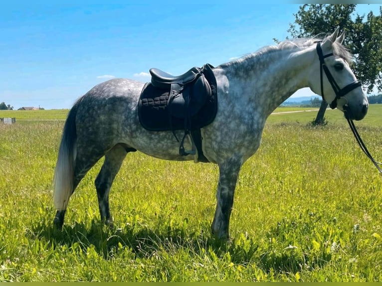 Karachai Wałach 9 lat 147 cm Siwa in Lustenau