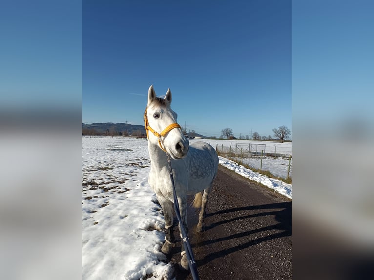 Karachai Wałach 9 lat 147 cm Siwa in Lustenau