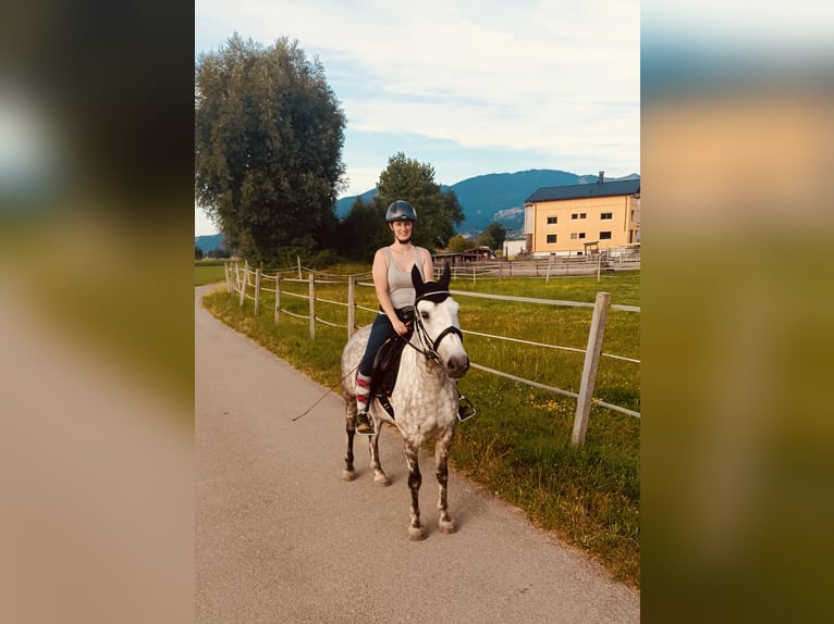 Karachai Wałach 9 lat 147 cm Siwa in Lustenau