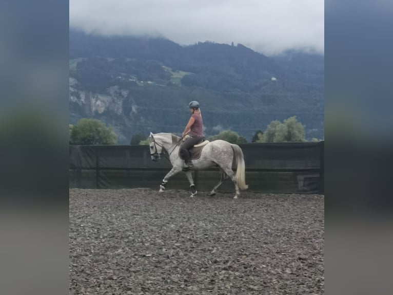 Karachai Wałach 9 lat 147 cm Siwa in Lustenau