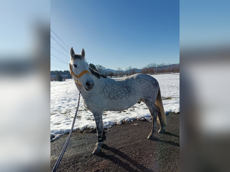 Karachai Wałach 9 lat 147 cm Siwa in Lustenau