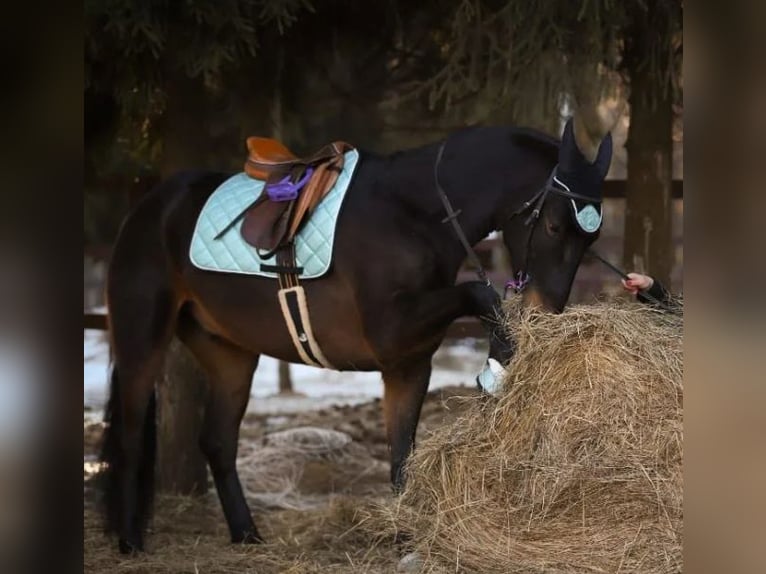 Karachai Mix Wałach 8 lat 156 cm Ciemnokasztanowata in Elmshorn