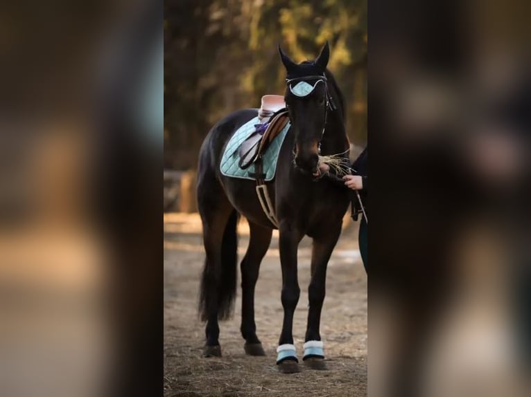 Karachai Mix Wałach 8 lat 156 cm Ciemnokasztanowata in Elmshorn