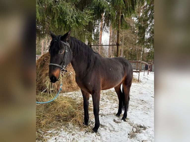 Karachai Mix Wałach 8 lat 156 cm Ciemnokasztanowata in Elmshorn