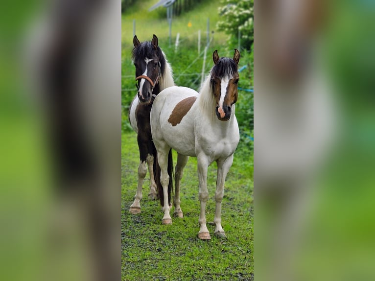 Karachai Wallach 3 Jahre 140 cm Grullo in Dillenburg