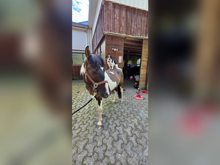 Karachai Wallach 3 Jahre 140 cm Grullo in Dillenburg