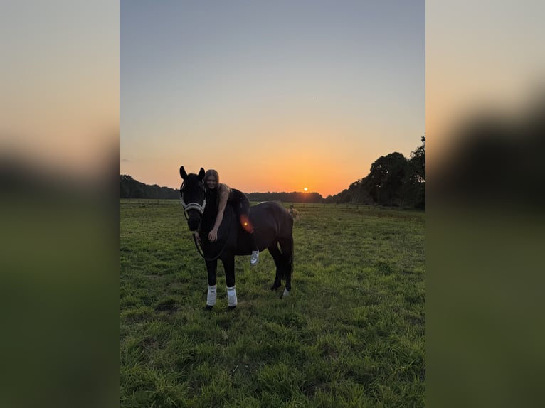 Karachai Wallach 4 Jahre 162 cm in Neum&#xFC;nster