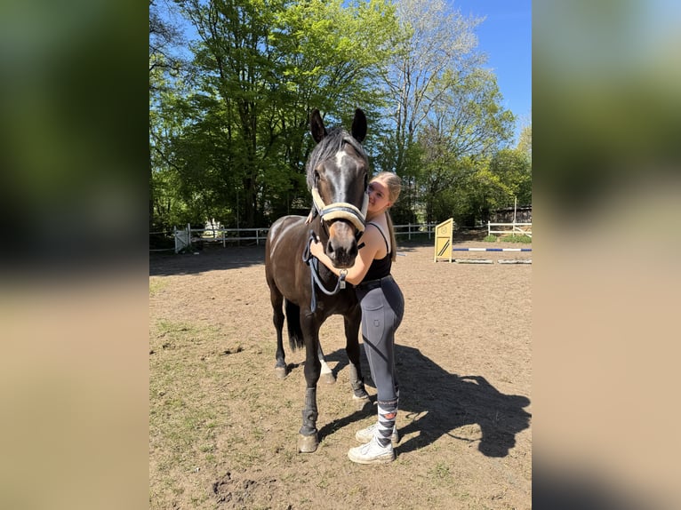 Karachai Wallach 4 Jahre 162 cm Rappe in Neum&#xFC;nster