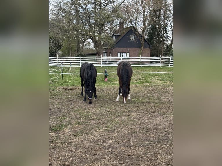 Karachai Wallach 4 Jahre 162 cm Rappe in Neum&#xFC;nster