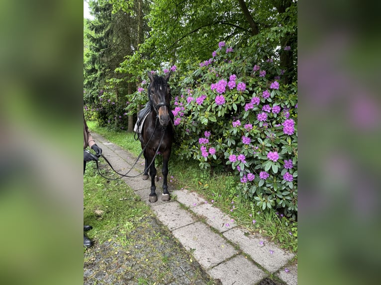 Karachai Wallach 4 Jahre 163 cm Rappe in Bim&#xF6;hlen