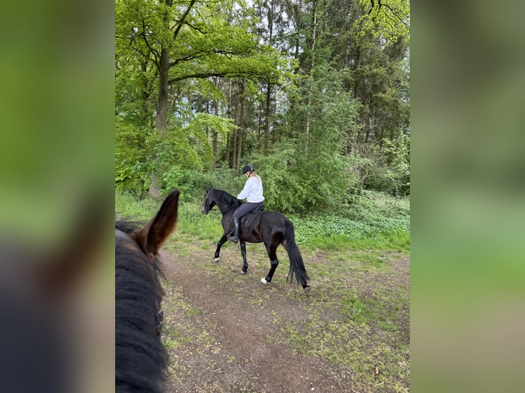 Karachai Wallach 4 Jahre 163 cm Rappe in Bim&#xF6;hlen