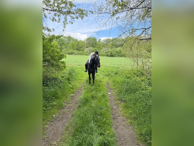 Karachai Wallach 4 Jahre 163 cm Rappe in Bim&#xF6;hlen