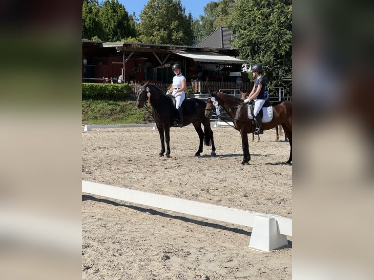 Karachai Wallach 4 Jahre 163 cm Rappe in Bim&#xF6;hlen