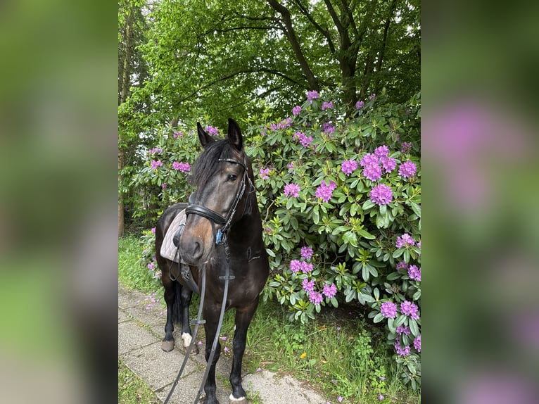 Karachai Wallach 4 Jahre 163 cm Rappe in Bim&#xF6;hlen