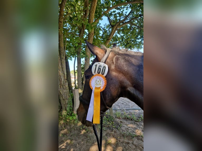 Karachai Wallach 4 Jahre 163 cm Rappe in Bim&#xF6;hlen