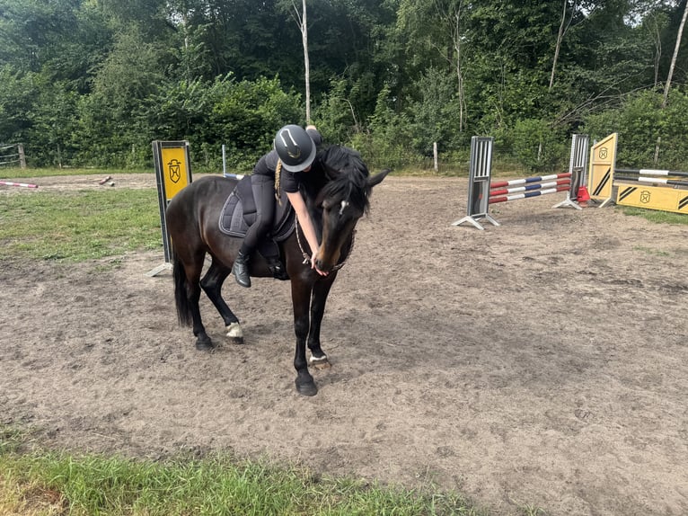 Karachai Wallach 5 Jahre 158 cm Rappe in Bönebüttel