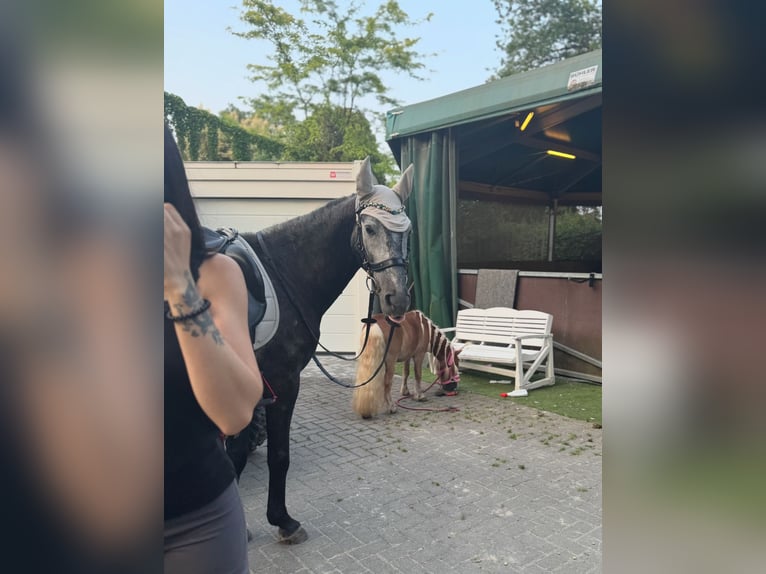 Karachai Wallach 6 Jahre 150 cm Apfelschimmel in Neuenburg am Rhein