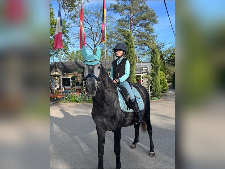 Karachai Wallach 6 Jahre 150 cm Apfelschimmel in Neuenburg am Rhein