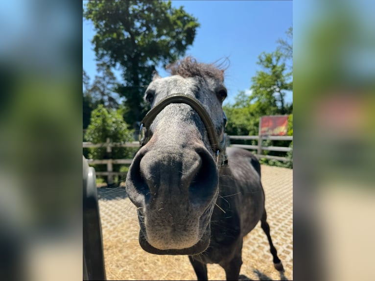 Karachai Wallach 6 Jahre 150 cm Apfelschimmel in Neuenburg am Rhein