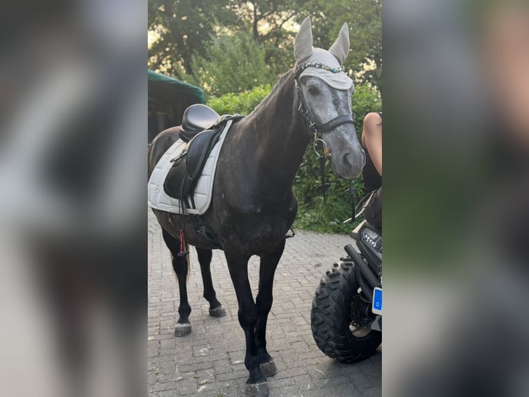 Karachai Wallach 6 Jahre 150 cm Apfelschimmel in Neuenburg am Rhein