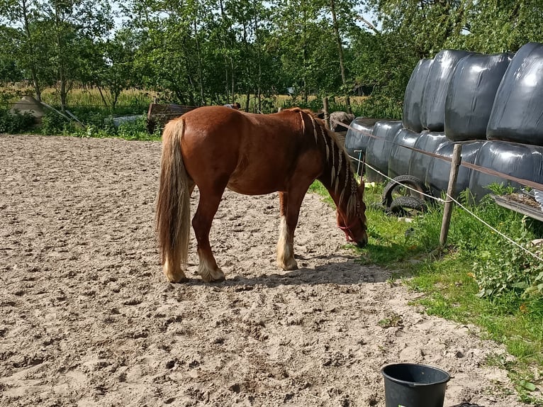 Karachai Wallach 7 Jahre 145 cm Fuchs in Bergen (NH)