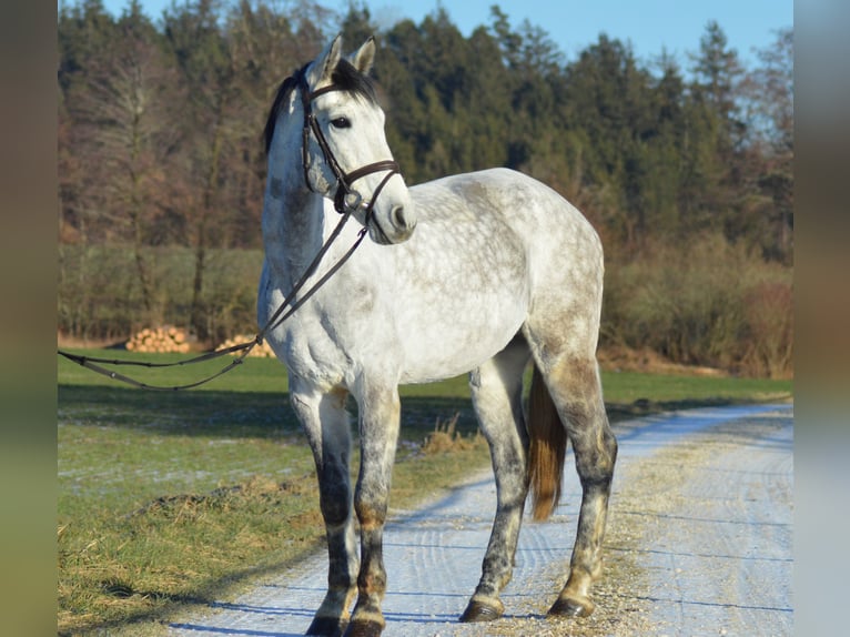 Karachai Wallach 7 Jahre 154 cm Apfelschimmel in Sindelsdorf
