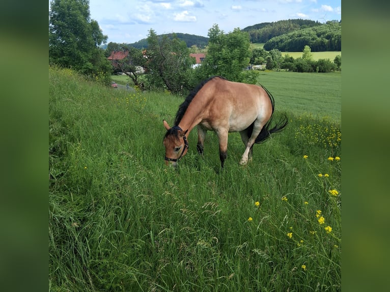 Karachai Wallach 7 Jahre 172 cm  in Nähe Nordhausen