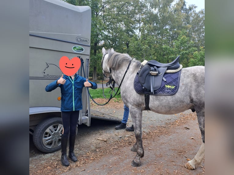 Karachay Caballo castrado 10 años 150 cm Porcelana in Meulebeke