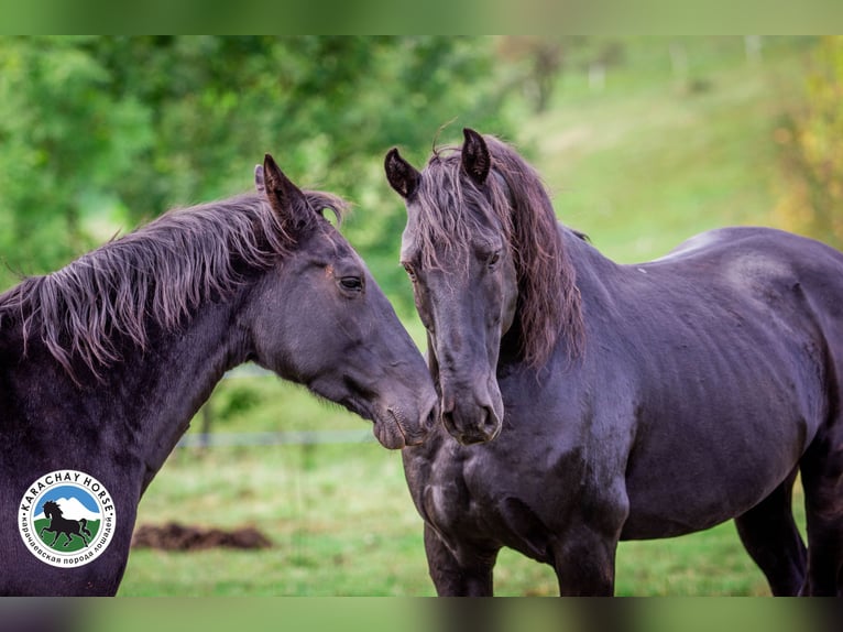 Karachay Caballo castrado 1 año Negro in Carroll
