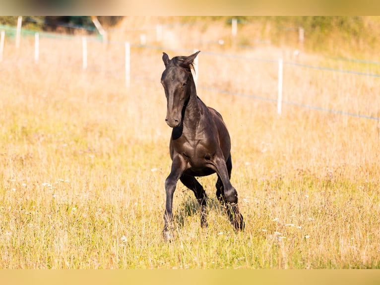 Karachay Caballo castrado 1 año Negro in Carroll